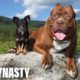 Hulk & The Chihuahua With The Pit Bull Attitude | DOG DYNASTY