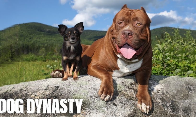 Hulk & The Chihuahua With The Pit Bull Attitude | DOG DYNASTY