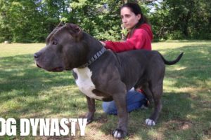 Hulk’s Son Kobe Is The Pit Bull Of The Future | DOG DYNASTY