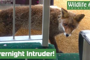 Hungry FOX walks into a Restaurant! - Animal rescue
