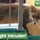 Hungry FOX walks into a Restaurant! - Animal rescue