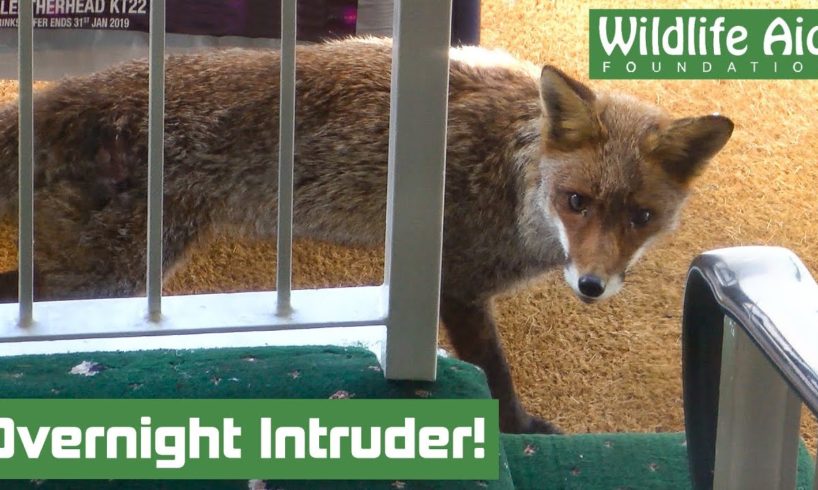 Hungry FOX walks into a Restaurant! - Animal rescue