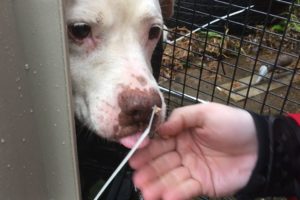 Hurricane Harvey: Animal Rescue Team