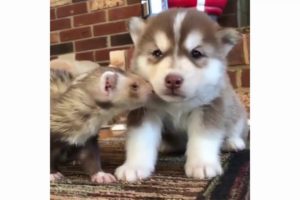 Husky puppies funny moments - Cute puppies doing funny things 2018 | Puppies TV