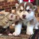 Husky puppies funny moments - Cute puppies doing funny things 2018 | Puppies TV