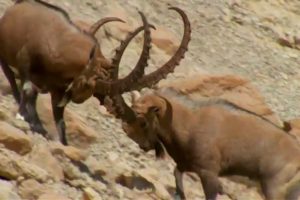 Ibex Fight for Mating Rituals | Wild Arabia | BBC Earth
