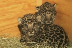 If you love baby animals, you must watch these jaguar cubs!