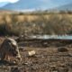 Incredible: A Caracal Slaps Down a Bird in Flight