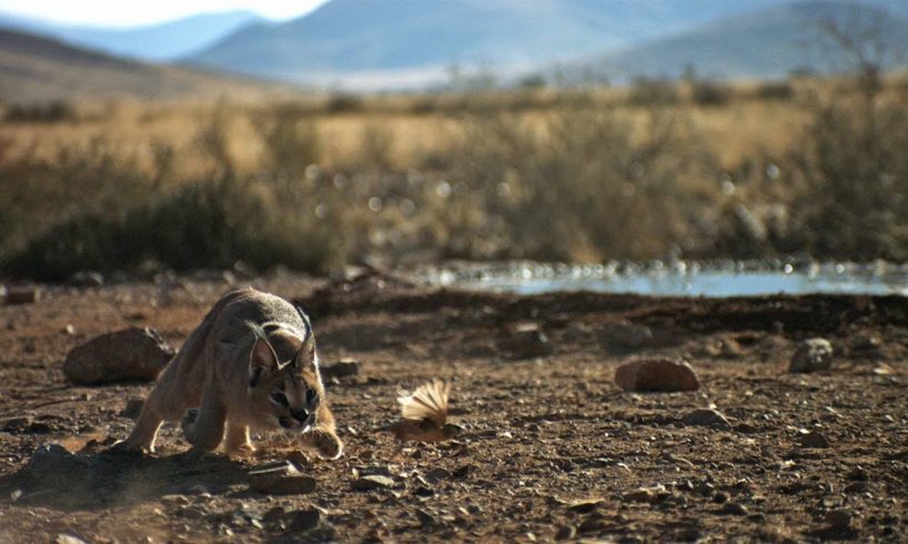 Incredible: A Caracal Slaps Down a Bird in Flight