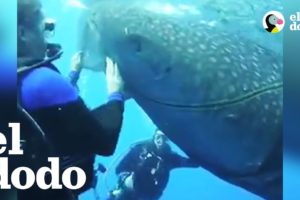 Increíble rescate de tiburones ballena atrapados | El Dodo