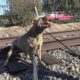 Injured Shar-Pei lives on the railroad tracks; rescuing her turned to be dangerous!