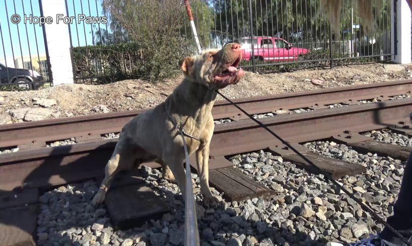 Injured Shar-Pei lives on the railroad tracks; rescuing her turned to be dangerous!
