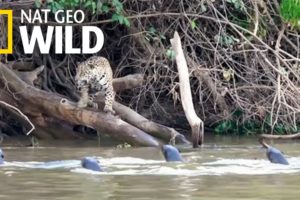 Jaguars vs. Giant Otters: Who Will Win? | Nat Geo Wild