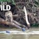Jaguars vs. Giant Otters: Who Will Win? | Nat Geo Wild