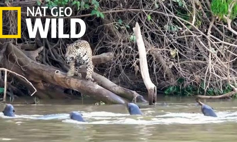 Jaguars vs. Giant Otters: Who Will Win? | Nat Geo Wild