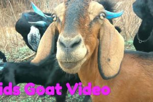 Kids Goat Video With Baa Baa Sound | Goat Animal videos especially made for children.