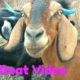 Kids Goat Video With Baa Baa Sound | Goat Animal videos especially made for children.