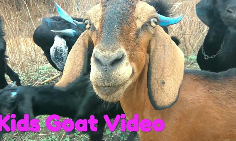 Kids Goat Video With Baa Baa Sound | Goat Animal videos especially made for children.