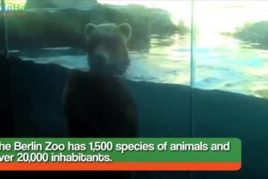 Kids Having Fun With Animals at Zoos