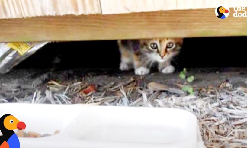 Kitten Abandoned at Playground Rescued by Sweetest Guy | The Dodo