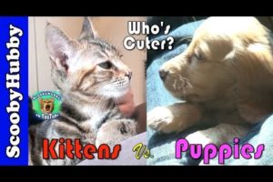 Kittens Vs. Puppies (Who's Cuter?)