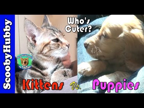 Kittens Vs. Puppies (Who's Cuter?)