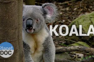 Koala Facts | Wild Animals - Planet Doc Full Documentaries