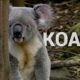 Koala Facts | Wild Animals - Planet Doc Full Documentaries