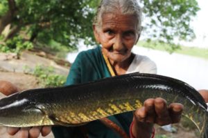 Koramenu Fish Recipe | Murrel Fish curry By Granny Mastanamma