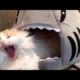 LAUGH SO HARD YOU'LL CRY - Funniest CAT VIDEOS compilation