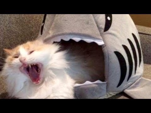 LAUGH SO HARD YOU'LL CRY - Funniest CAT VIDEOS compilation
