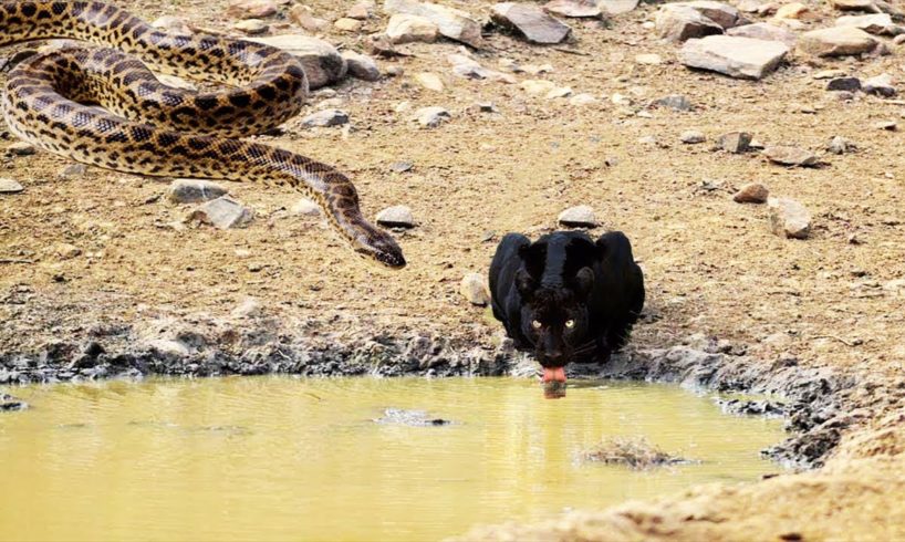 [LIVE] DISCOVERY ANIMAL PLANET | Snake Surprise Ambush Leopards In Riverside