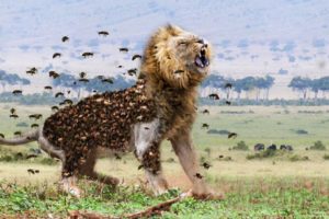 LIVE: Moments Animals Fights To Survive - The God Can't Help Lion Escape The Power Of Herd Bees