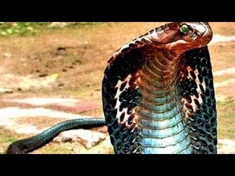 LIVE: The Best Attacks Of Wild Animals 2017 - Best Moments Animal Fights On Camera