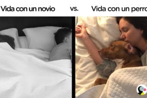 La vida con un novio versus con un perro | El Dodo