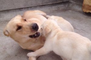 Lab Cute Puppies Playing With Mom