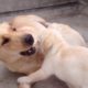 Lab Cute Puppies Playing With Mom