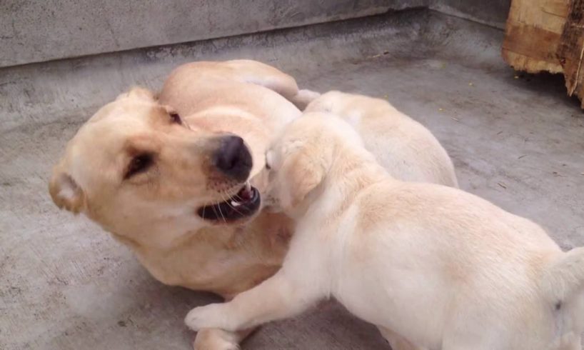 Lab Cute Puppies Playing With Mom