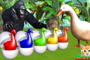 Learn colors with animals story: gorilla rescues eggs of goose - Cartoon for children