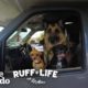Lee Sneaks His 9 Dogs Into A Hotel — And Rescues 16 More | Ruff Life With Lee Asher