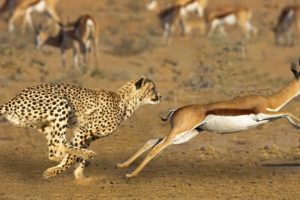 Leopard Vs Deer - Moment Escape From Death