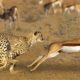 Leopard Vs Deer - Moment Escape From Death