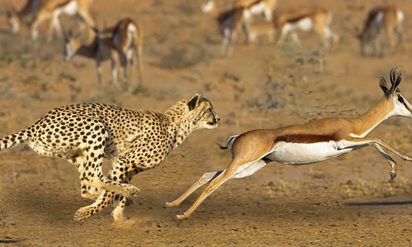 Leopard Vs Deer - Moment Escape From Death