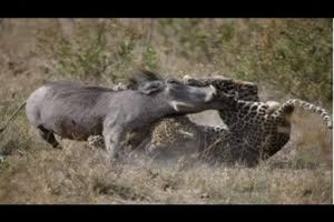 Leopard vs Wild Boar - Animal Fights 2015