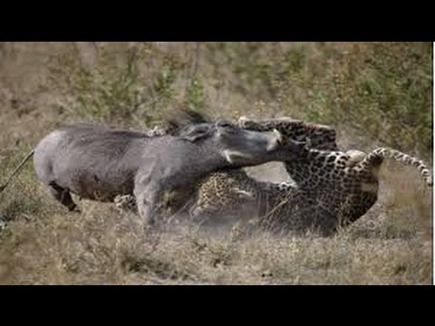 Leopard vs Wild Boar - Animal Fights 2015