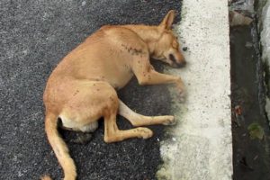 Life-saving rescue of unconscious street dog