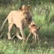 Lion Saves Baby Deer from Hungry Lion