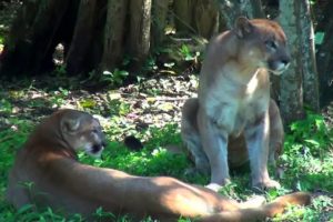 Lion VS Best animals fights  with wild 2016 animals lion tiger bear attack animal fight