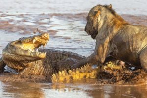 Lion Vs Crocodile Real Fight - Who Is Winner?
