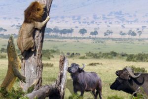 Lion Vs Dragon Komodo And Buffalo - Wild Animal Fighting